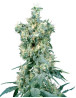 American Dream Regular Sensi Seeds