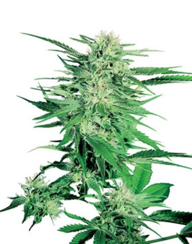 Big Bud Regular Sensi Seeds
