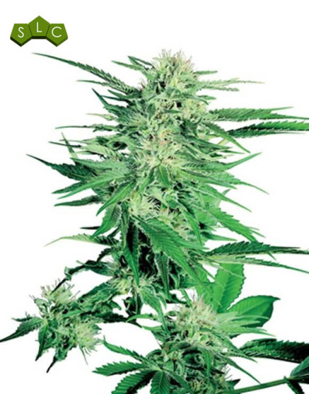 Big Bud Regular Sensi Seeds