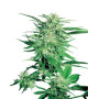 Big Bud Regular Sensi Seeds