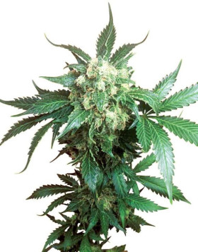 Black Domina Regular Sensi Seeds