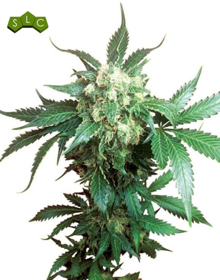 Black Domina Regular Sensi Seeds