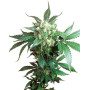 Black Domina Regular Sensi Seeds