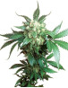 Black Domina Regular Sensi Seeds