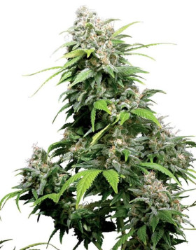 California Indica Regular Sensi Seeds