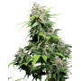 California Indica Regular Sensi Seeds