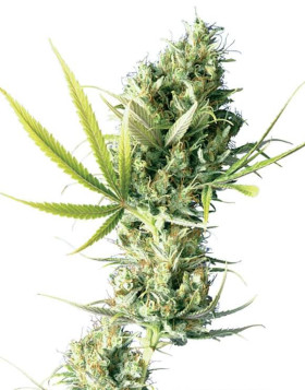 Durban Regular Sensi Seeds