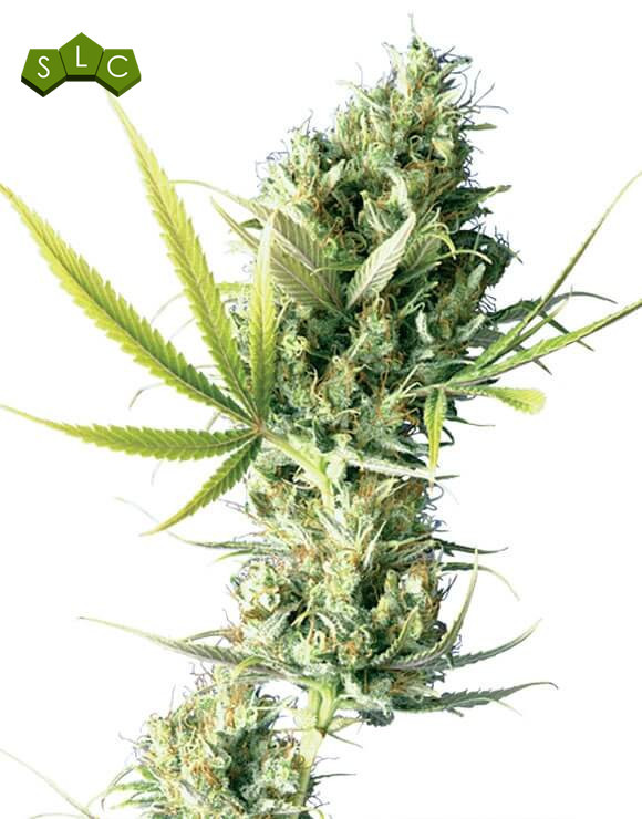 Durban Regular Sensi Seeds