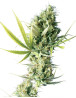 Durban Regular Sensi Seeds