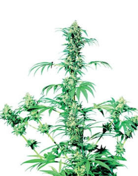 Early Girl Regular Sensi Seeds