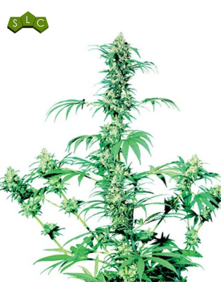 Early Girl Regular Sensi Seeds