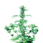 Early Girl Regular Sensi Seeds