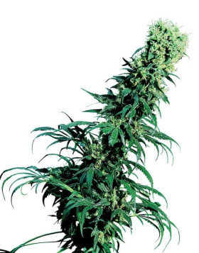Early Pearl Regular Sensi Seeds