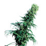 Early Pearl Regular Sensi Seeds