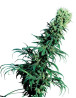 Early Pearl Regular Sensi Seeds