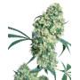 Ed Rosenthal Sensi Seeds