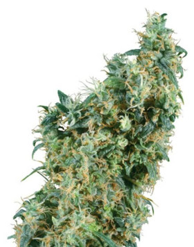First Lady Sensi Seeds
