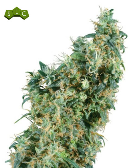 First Lady Sensi Seeds