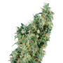 First Lady Sensi Seeds