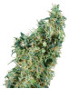 First Lady Sensi Seeds