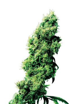 Four Way Regular Sensi Seeds
