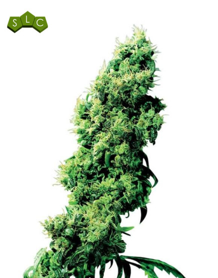 Four Way Regular Sensi Seeds