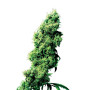 Four Way Regular Sensi Seeds