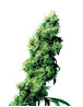 Four Way Regular Sensi Seeds