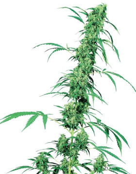 Fruity Juice Regular Sensi Seeds