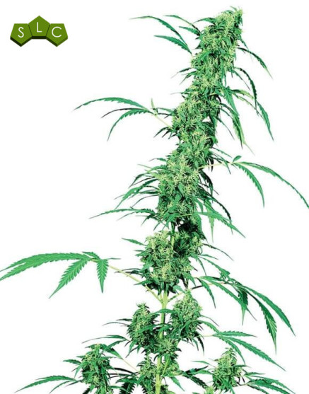 Fruity Juice Regular Sensi Seeds