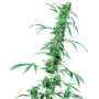 Fruity Juice Regular Sensi Seeds