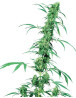 Fruity Juice Regular Sensi Seeds