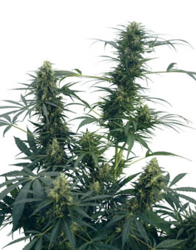 Guerrilla's Gusto Regular Sensi Seeds