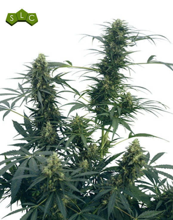 Guerrilla's Gusto Regular Sensi Seeds