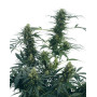 Guerrilla's Gusto Regular Sensi Seeds