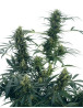Guerrilla's Gusto Regular Sensi Seeds
