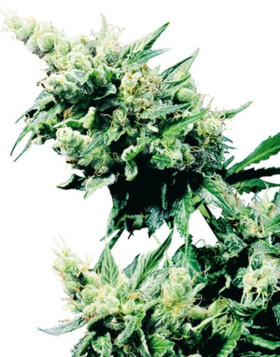 Hash Plant Regular Sensi Seeds