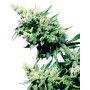 Hash Plant Regular Sensi Seeds
