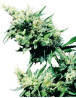 Hash Plant Regular Sensi Seeds