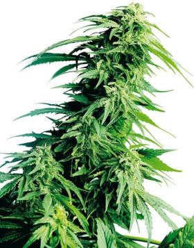 Hindu Kush Regular Sensi Seeds
