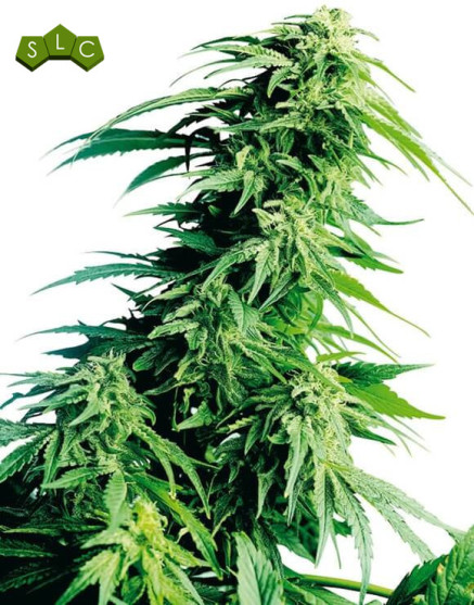 Hindu Kush Regular Sensi Seeds