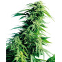 Hindu Kush Regular Sensi Seeds