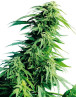 Hindu Kush Regular Sensi Seeds