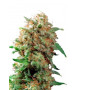 Semillas de Mazar Regular - Envío 24/48 - OFERTA SLC