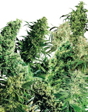 Indoor Mix Regular Sensi Seeds