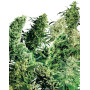 Indoor Mix Regular Sensi Seeds