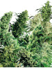 Indoor Mix Regular Sensi Seeds