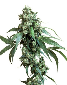 Jack Flash Regular Sensi Seeds