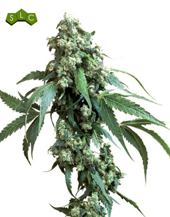 Jack Flash Regular Sensi Seeds