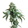 Jack Flash Regular Sensi Seeds